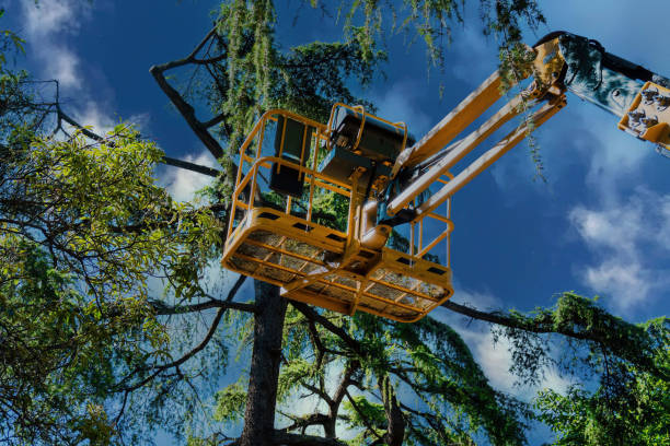 Trusted Meadview, AZ Tree Removal Experts